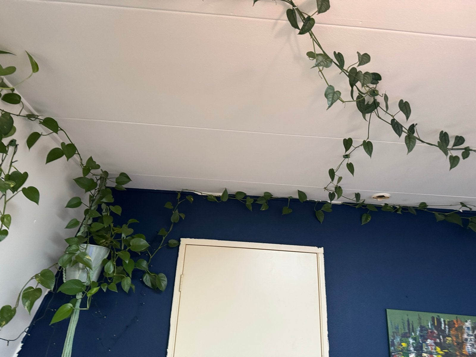 Lange kamerplant van 20 meter, Ophalen, 200 cm of meer, Overige soorten, Halfschaduw