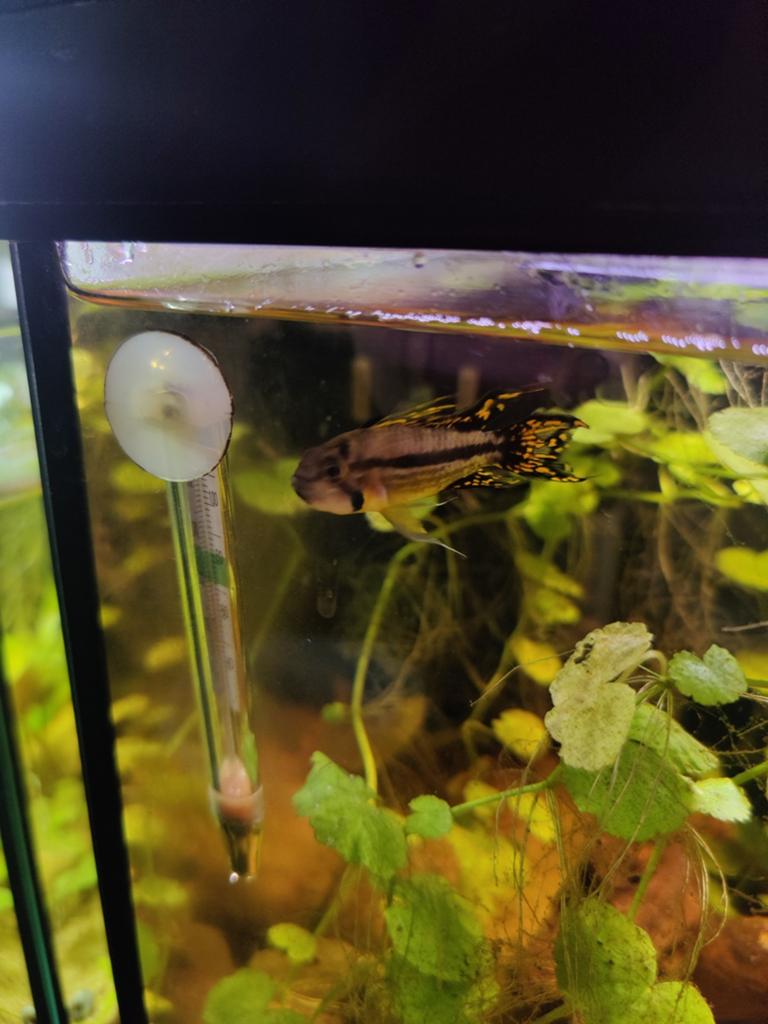 Apistogramma cacatuoides, Vis