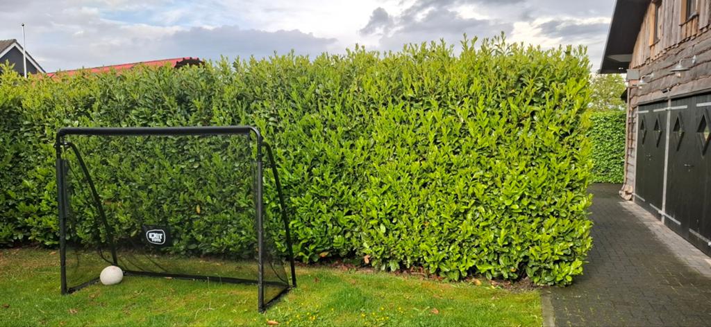 Laurier rotenfundia haag 8meter lang fris groen, Tuin en Terras, Planten | Struiken en Hagen, Ophalen of Verzenden, Laurier, Haag