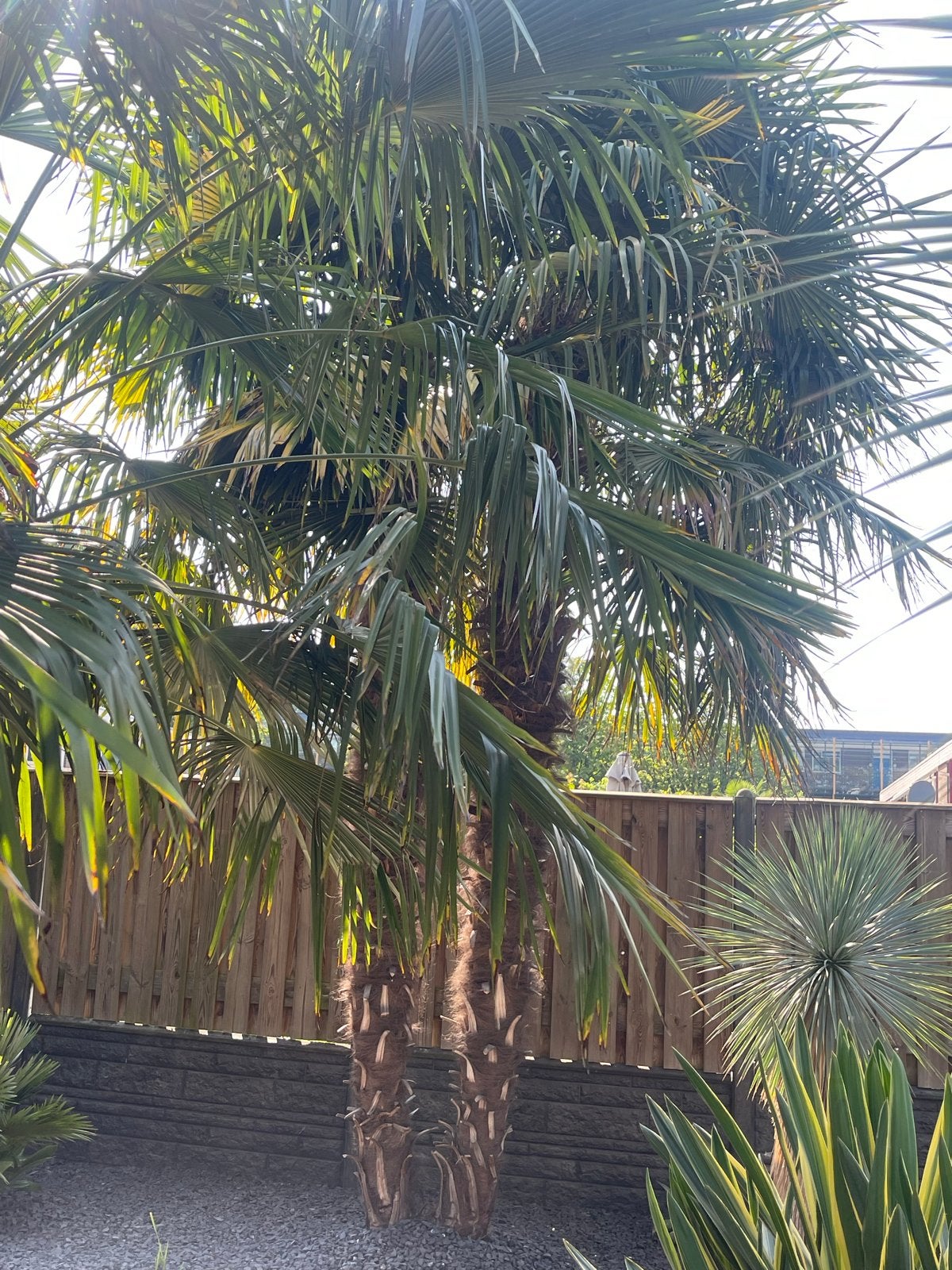 Winterharde Palmboom - Trachycarpus Fortunei en Wagerianus, Volle zon, Vaste plant, Bloeit niet, Ophalen
