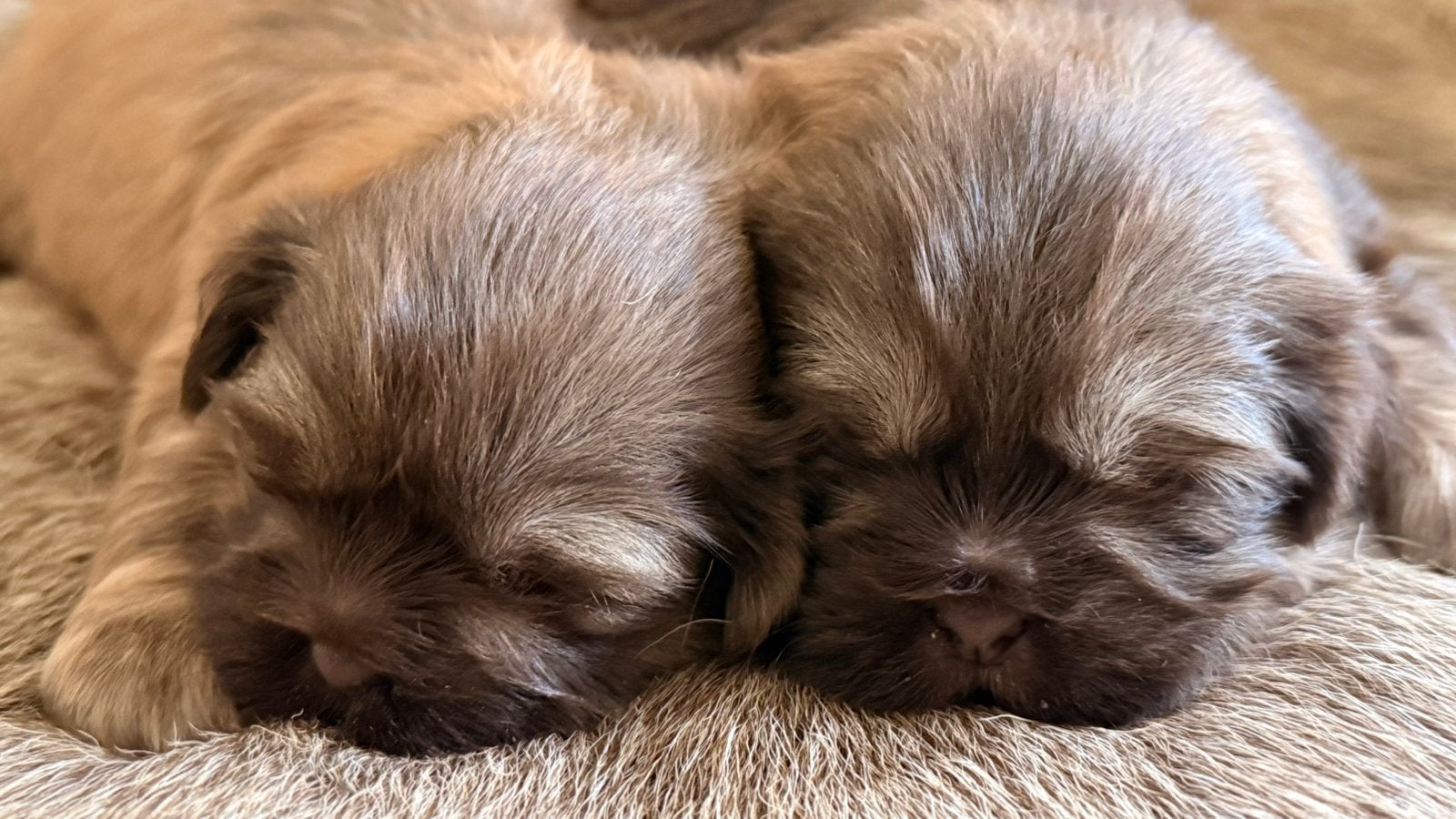 Shih tzu pupjes Lilak, België, CDV (hondenziekte), 8 tot 15 weken, Meerdere