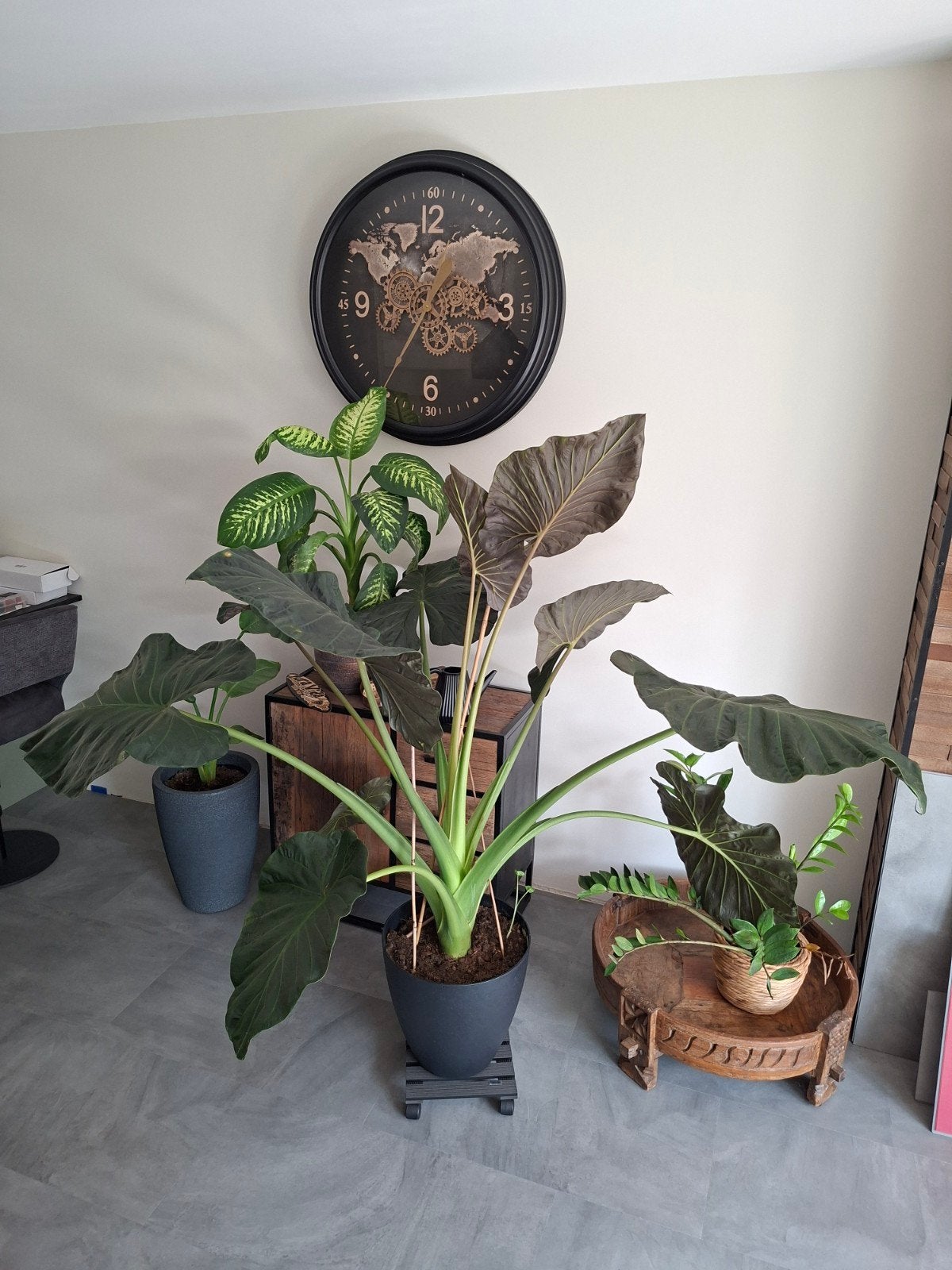 Grote Alocasia Zebrina kamerplant in pot, Ophalen, 100 tot 150 cm, Overige soorten, Halfschaduw