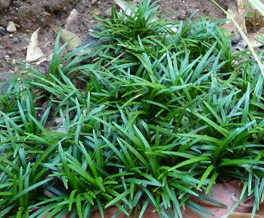 Ophiopogon japonicus Slangenbaard gras groen, Bodembedekkers, Volle zon, Vaste plant, Ophalen of Verzenden