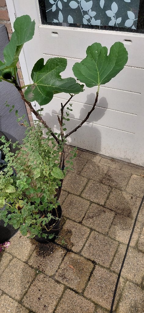 Vijg, Ophalen, Minder dan 100 cm, Volle zon, In pot