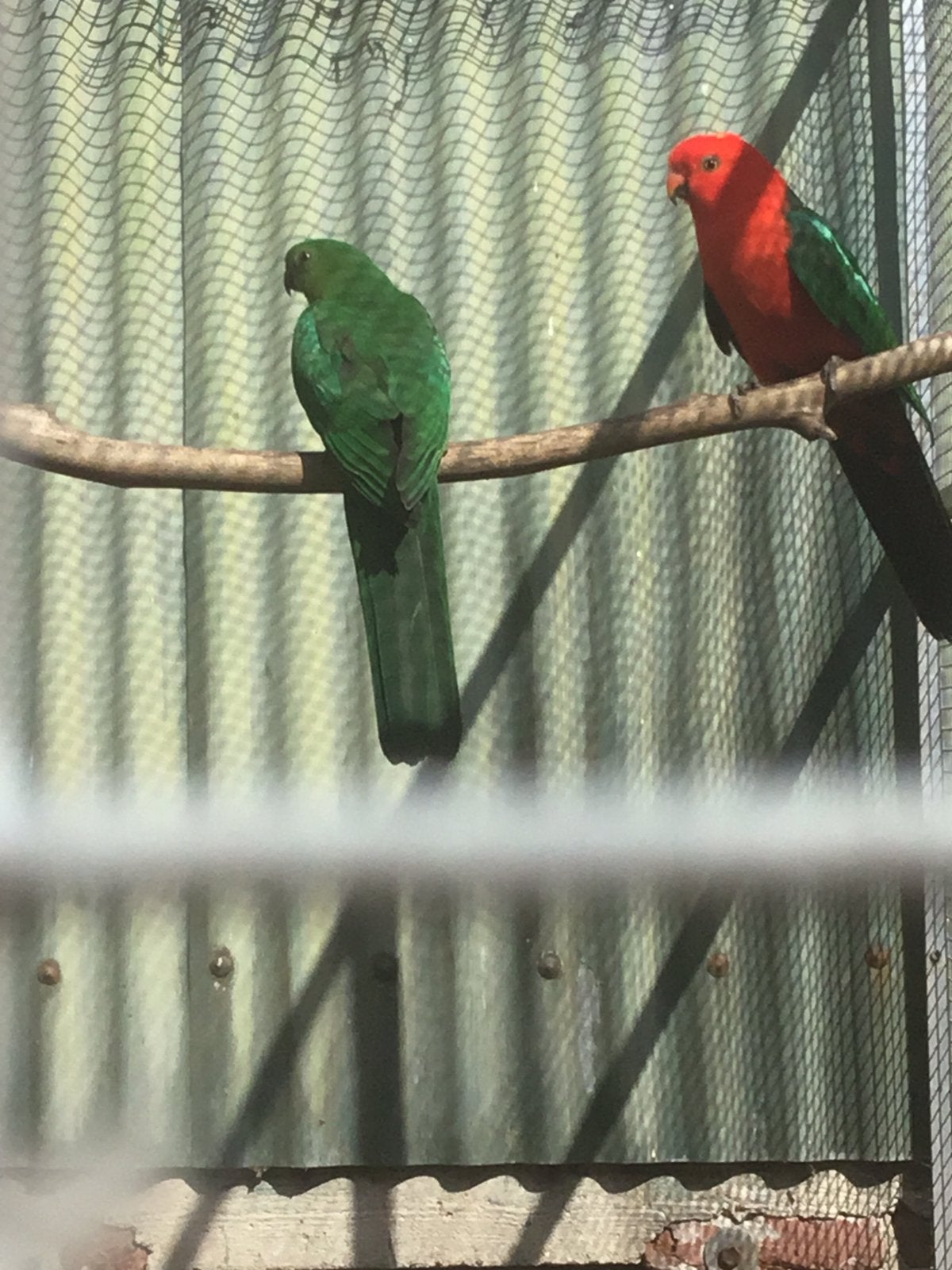 Koppel konings van drie jaar oud ongeringd, Dieren en Toebehoren, Meerdere dieren, Parkiet