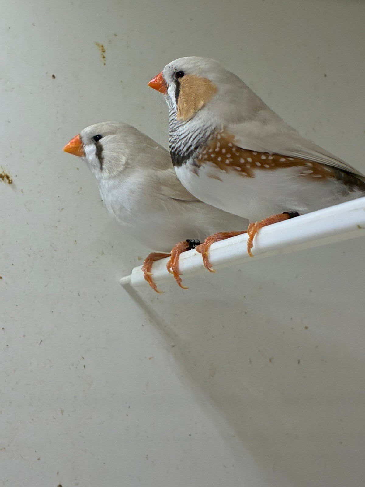 Zebravink te koop, Dieren en Toebehoren, Meerdere dieren, Tropenvogel, Geringd