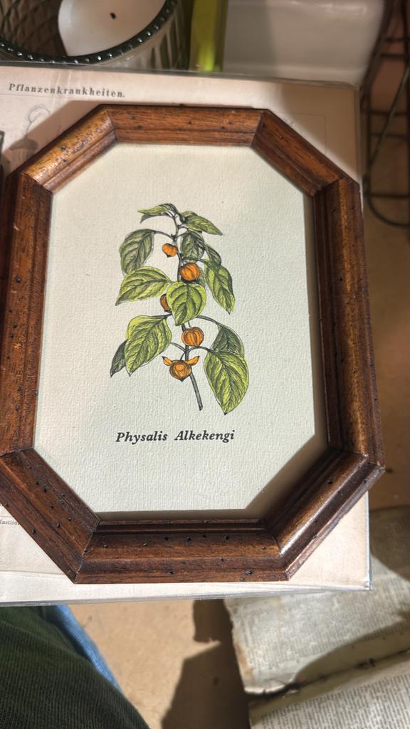 Diverse vintage botanische en natuurlijke prenten, Ophalen of Verzenden