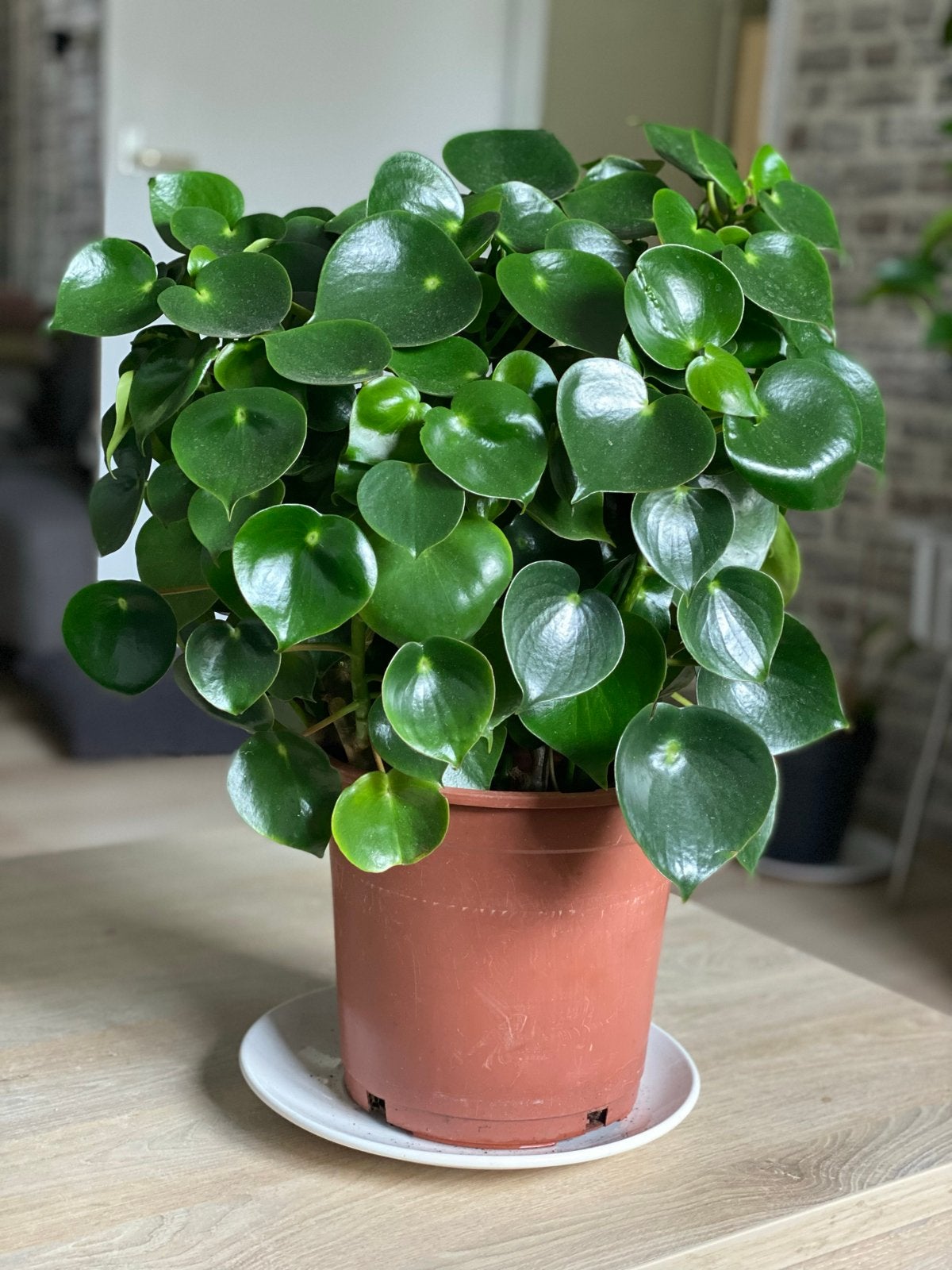 Prachtige Peperomia plant - Makkelijk in onderhoud, Huis en Inrichting, Kamerplanten, Ophalen, Overige soorten, Halfschaduw, In pot