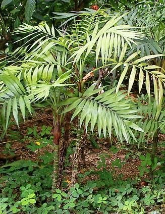 15 x Chamaedorea Elegans palm boom zaden (verzenden kan ook), Ophalen, Gehele jaar, Volle zon, Zaad
