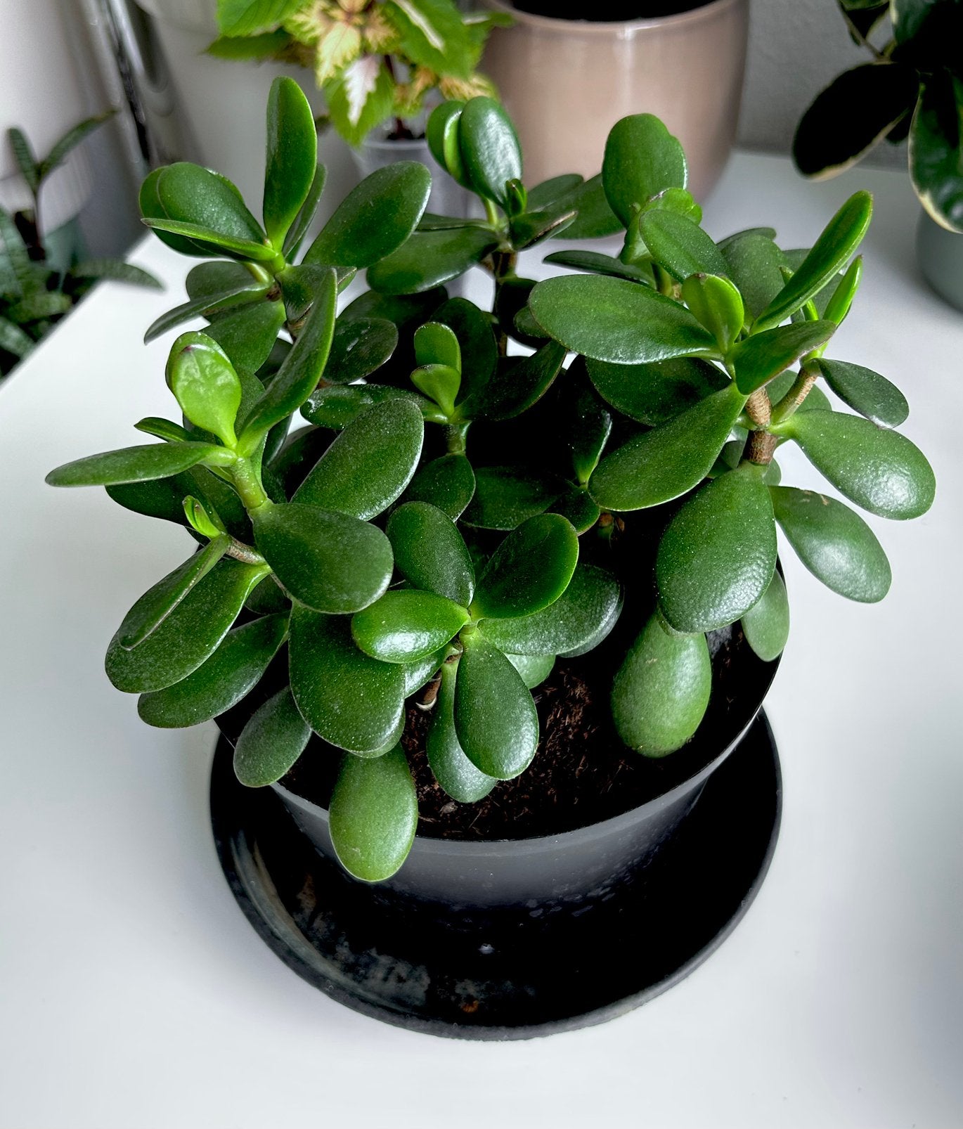 Grote Crassula Ovata | Jade plant 22x27cm vetplant, Ophalen, Halfschaduw, Minder dan 100 cm
