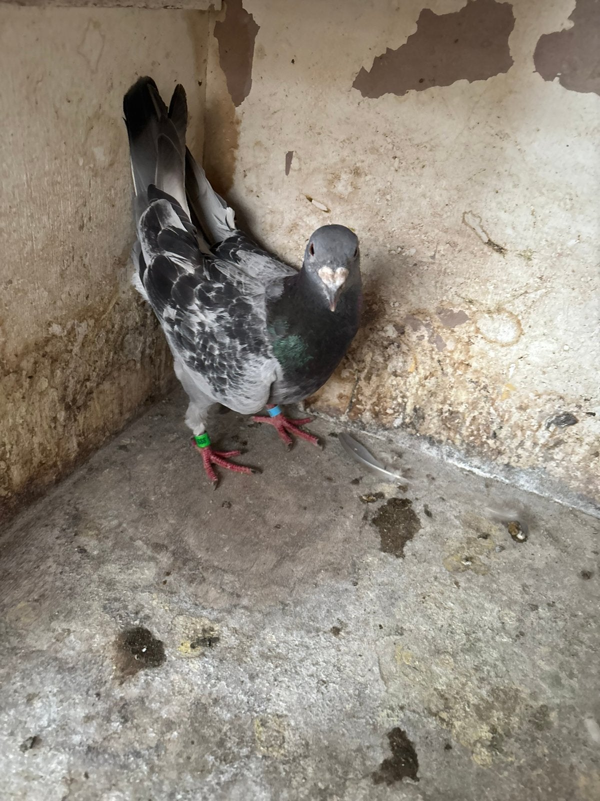 Show postduif doffer, Dieren en Toebehoren, Vogels | Duiven, Mannelijk, Postduif