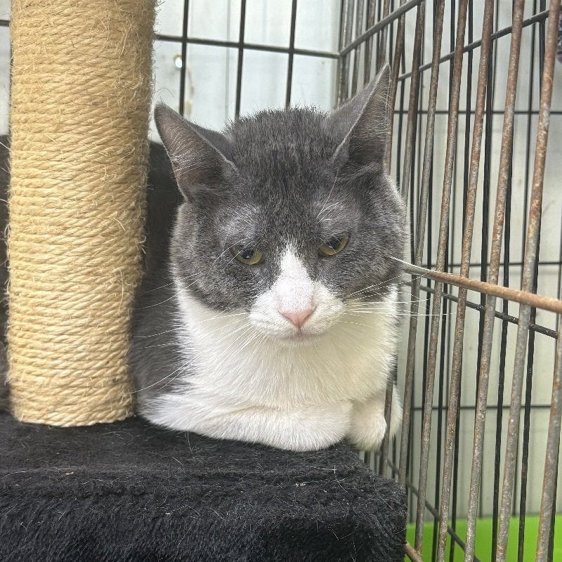 ACE: Burglar, wie wil hem een goede toekomst geven? in NL, Kater, Kortharig, 0 tot 2 jaar