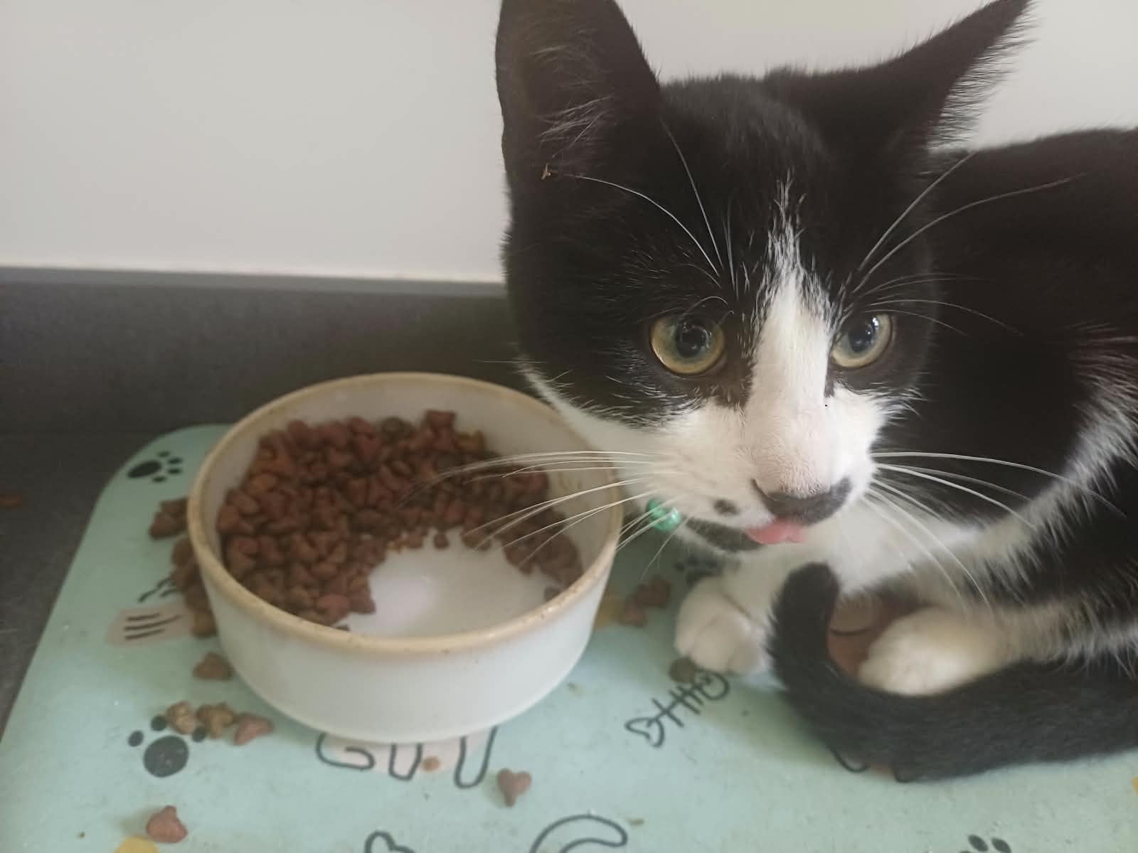 2 katers 5 maanden oud, Dieren en Toebehoren, Kater, Kortharig, 0 tot 2 jaar