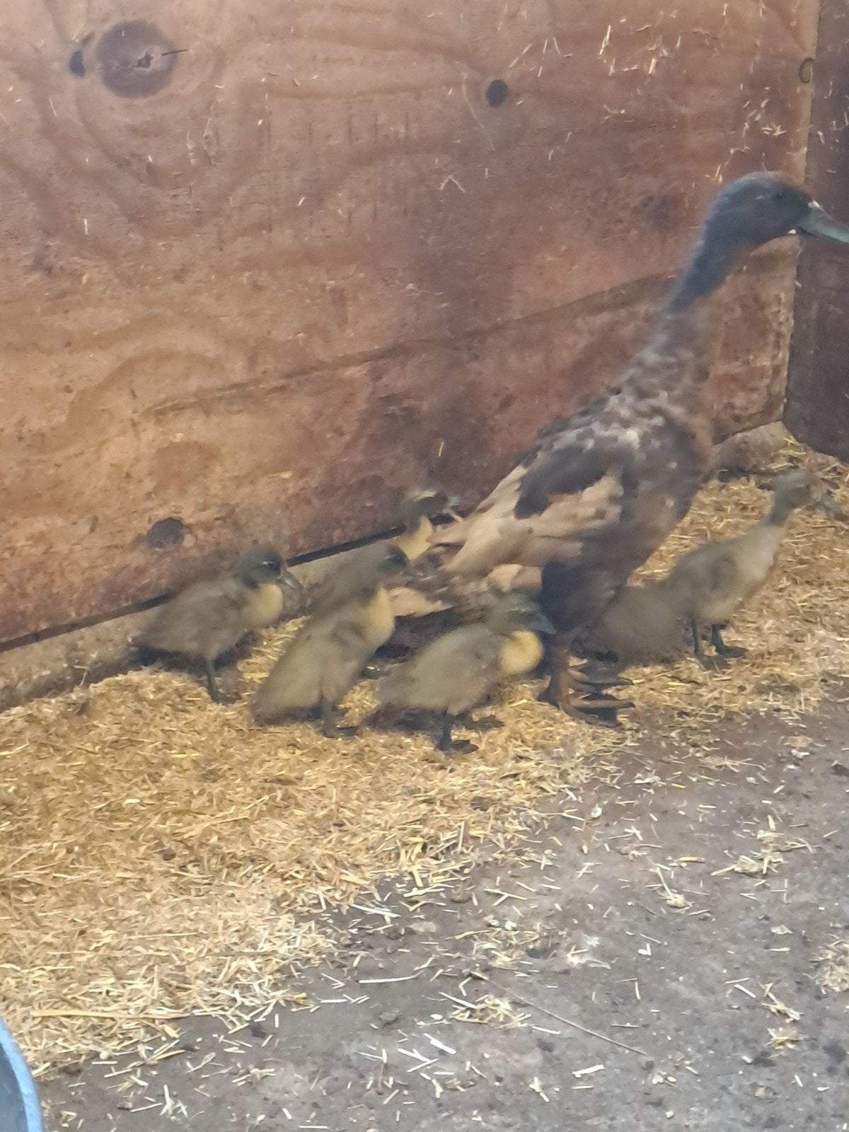 jonge loopeenden, Dieren en Toebehoren, Meerdere dieren, Eend