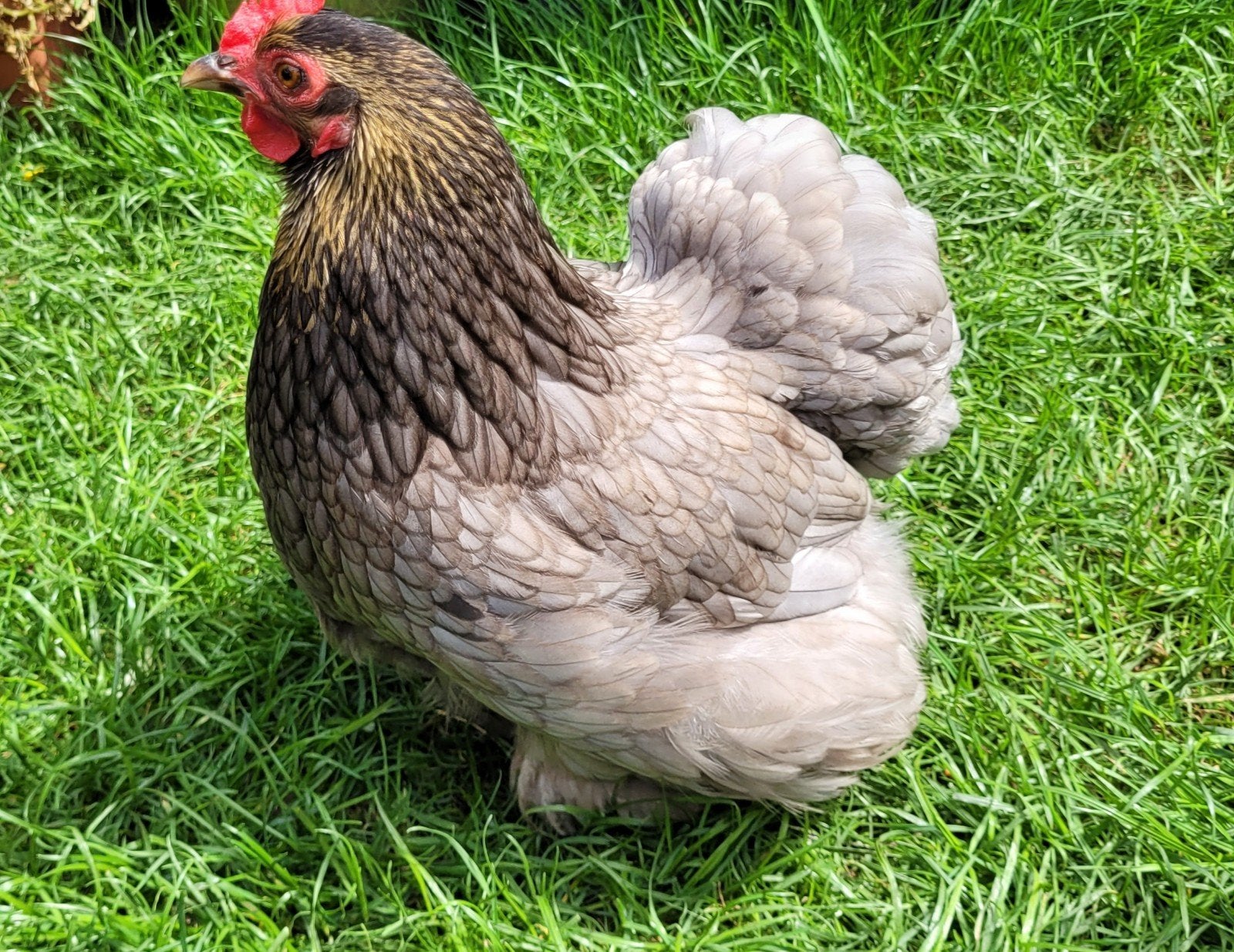 Cochin kriel hen grijs/blauw 2025, Vrouwelijk, Kip