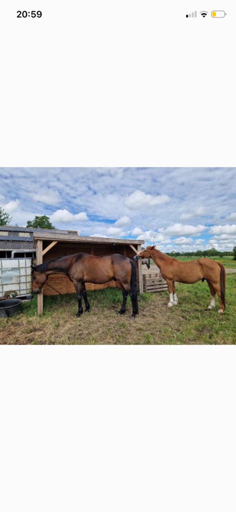Weidegang zomer, Weidegang, 1 paard of pony