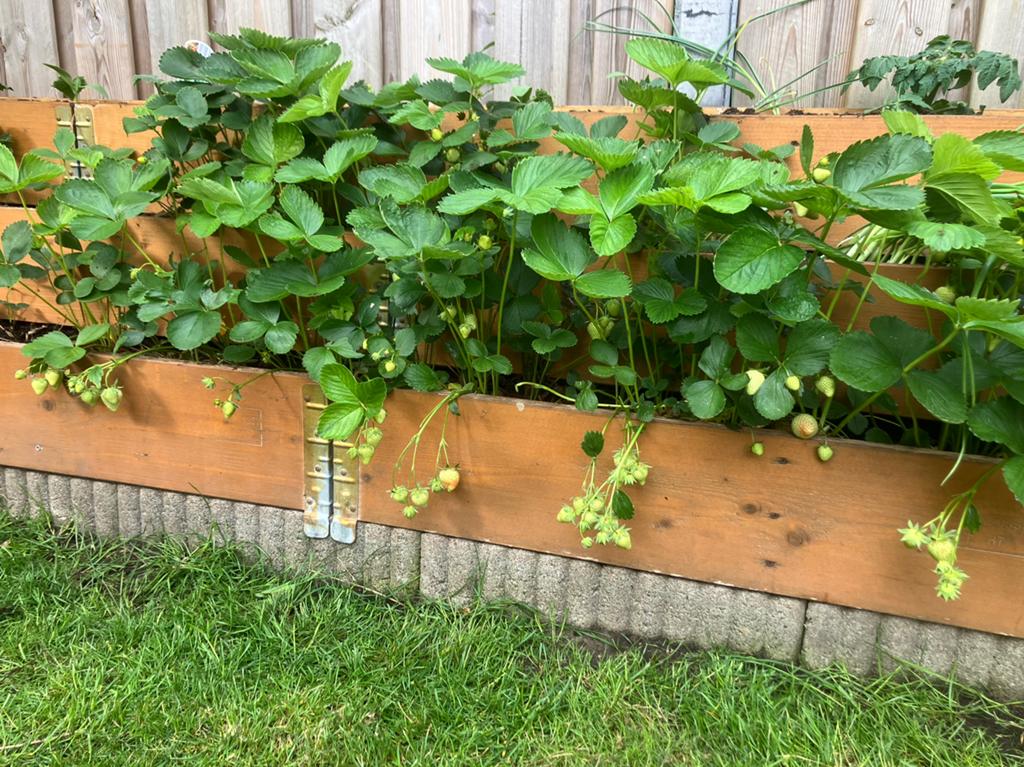 Aardbei planten, Ophalen of Verzenden, Zo goed als nieuw, Rond, Minder dan 30 cm