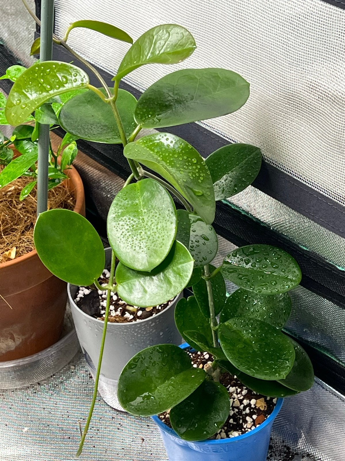 Hoya Australis Lisa - Prachtige Klimplant, Vaste plant, Ophalen of Verzenden, Halfschaduw, Klimplanten