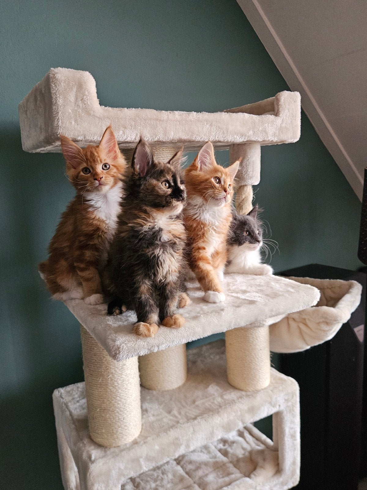 Maine Coon poesjes met stamboom zoeken een liefdevol thuis ., Dieren en Toebehoren, Meerdere dieren, Met stamboom, 0 tot 2 jaar