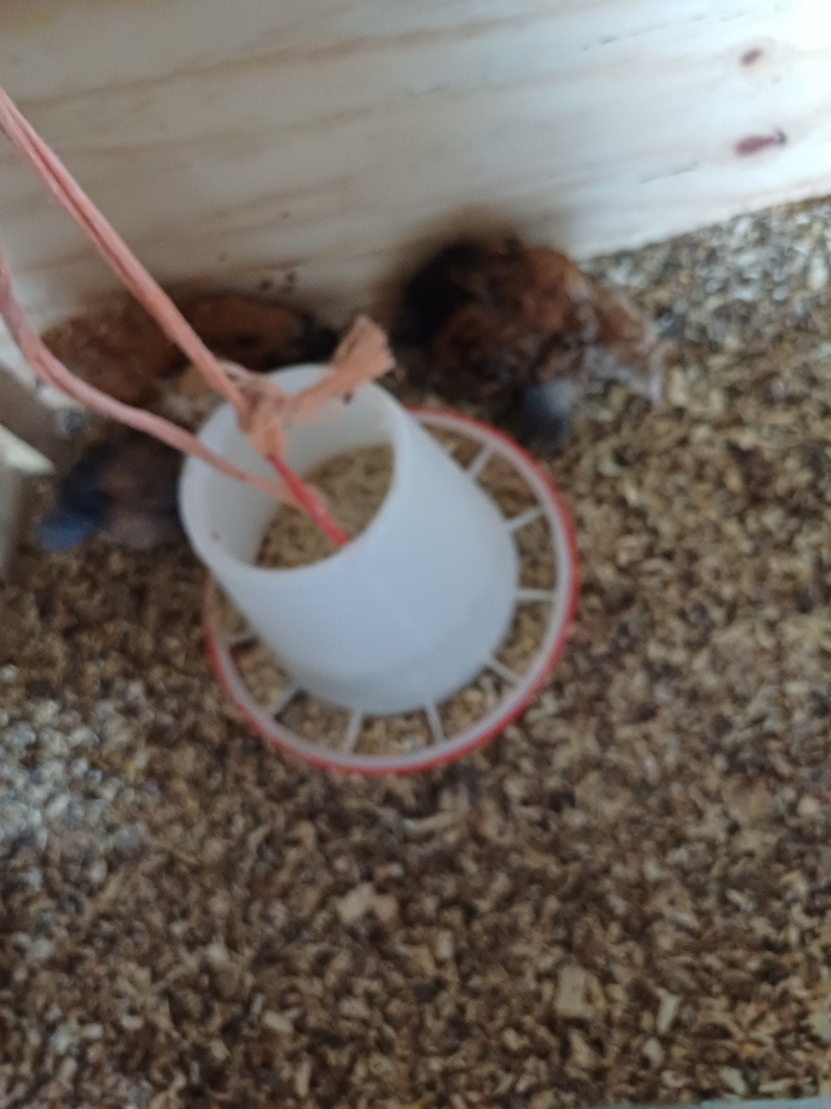 3 sabelpoot hennetjes, Vrouwelijk, Kip