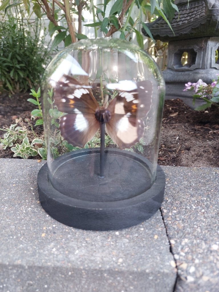 Mimathyma schrenckii vlinder in stolp, Ophalen of Verzenden, Zo goed als nieuw, Insect, Opgezet dier