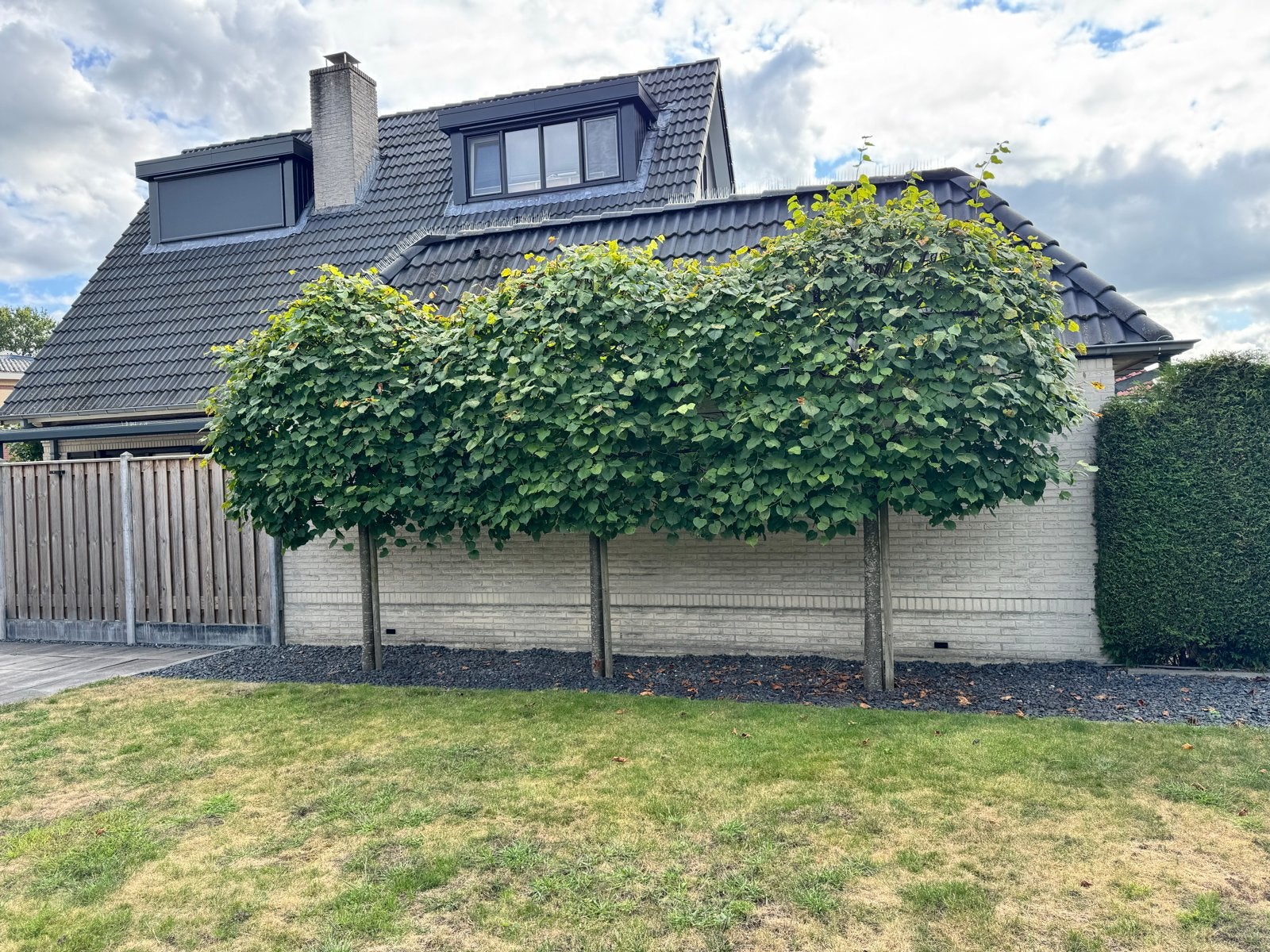 Leibomen, Tuin en Terras, Planten | Struiken en Hagen, Ophalen, Haagbeuk, Struik, 250 cm of meer