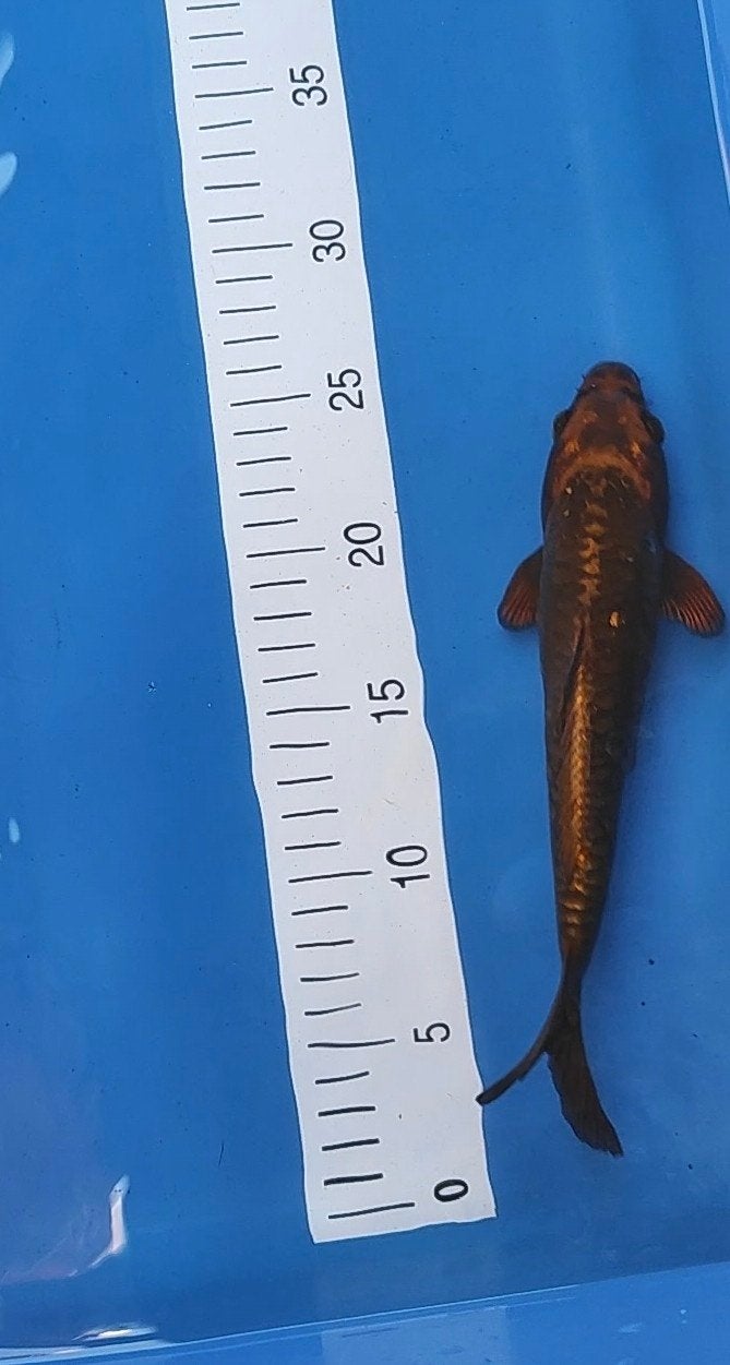 1 Japanse koi Doitsu kin Kabuto en 1 Ghost, Dieren en Toebehoren, Vissen | Vijvervissen, Karper of Koi