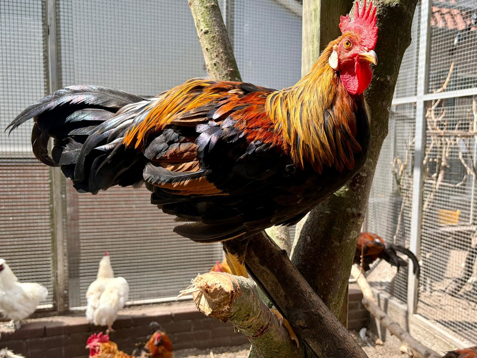 Goofy, leghorn patrijs haan, Mannelijk, Kip