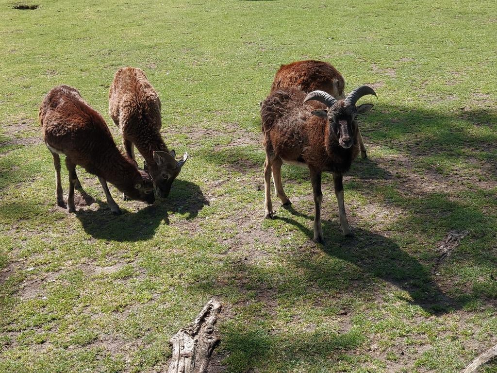 Moeflons / moeflon, Maart, Meerdere dieren