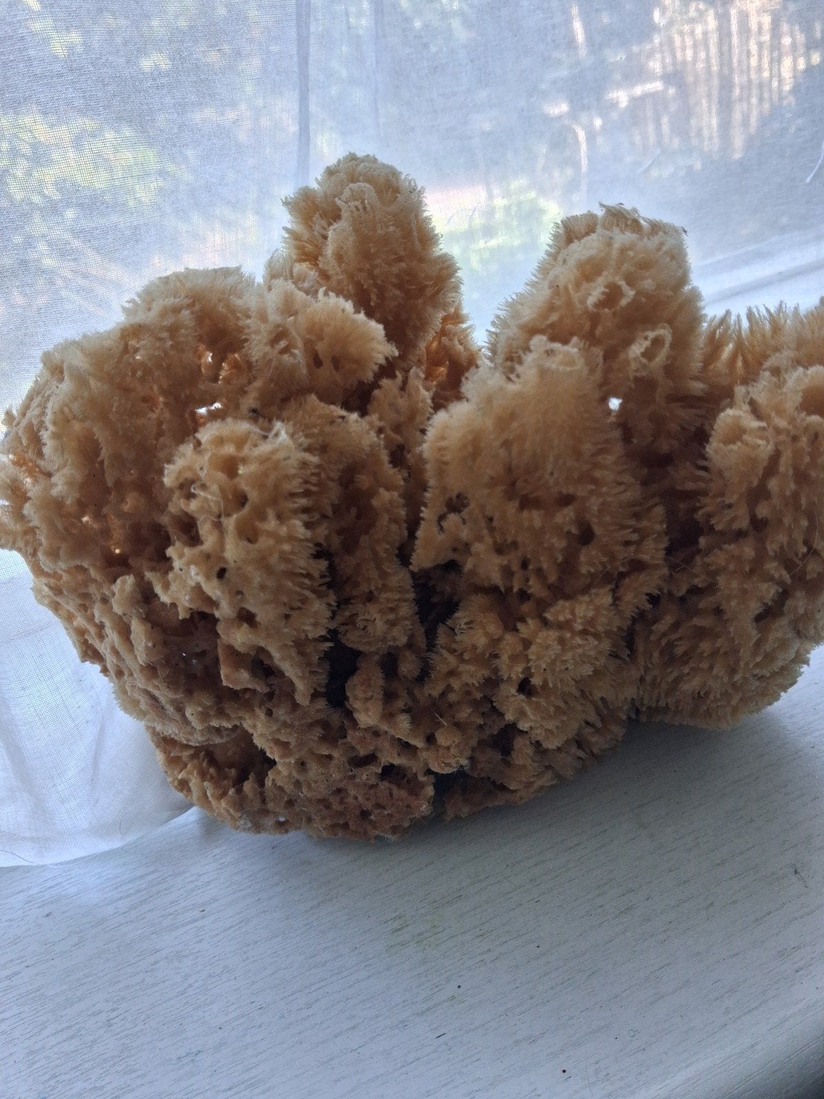 mooie grote natuurspons, Ophalen