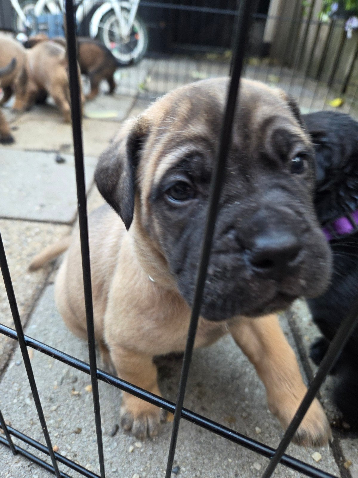 Prachtige bullmastiff x cane corso pups!, 8 tot 15 weken, Groot, Meerdere, Meerdere dieren