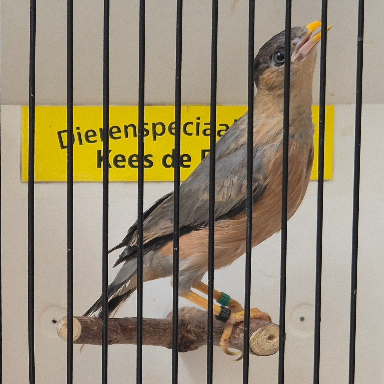 pagode spreeuw man, Mannelijk