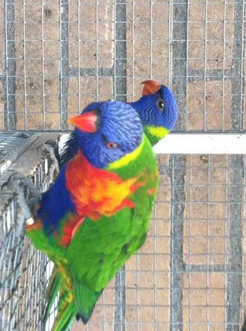 lori van de blauwe bergen, Dieren en Toebehoren, Vogels | Parkieten en Papegaaien, Meerdere dieren, Papegaai, Geringd