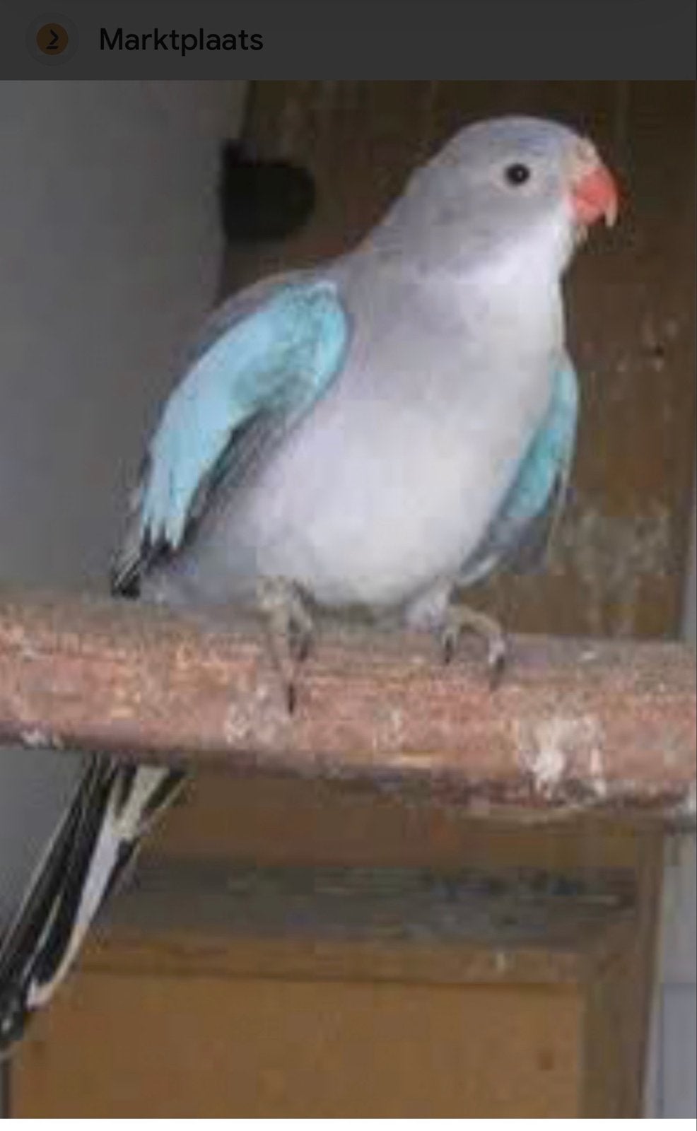 Princess of Wales parkiet blauw man, Dieren en Toebehoren, Mannelijk, Parkiet, Geringd
