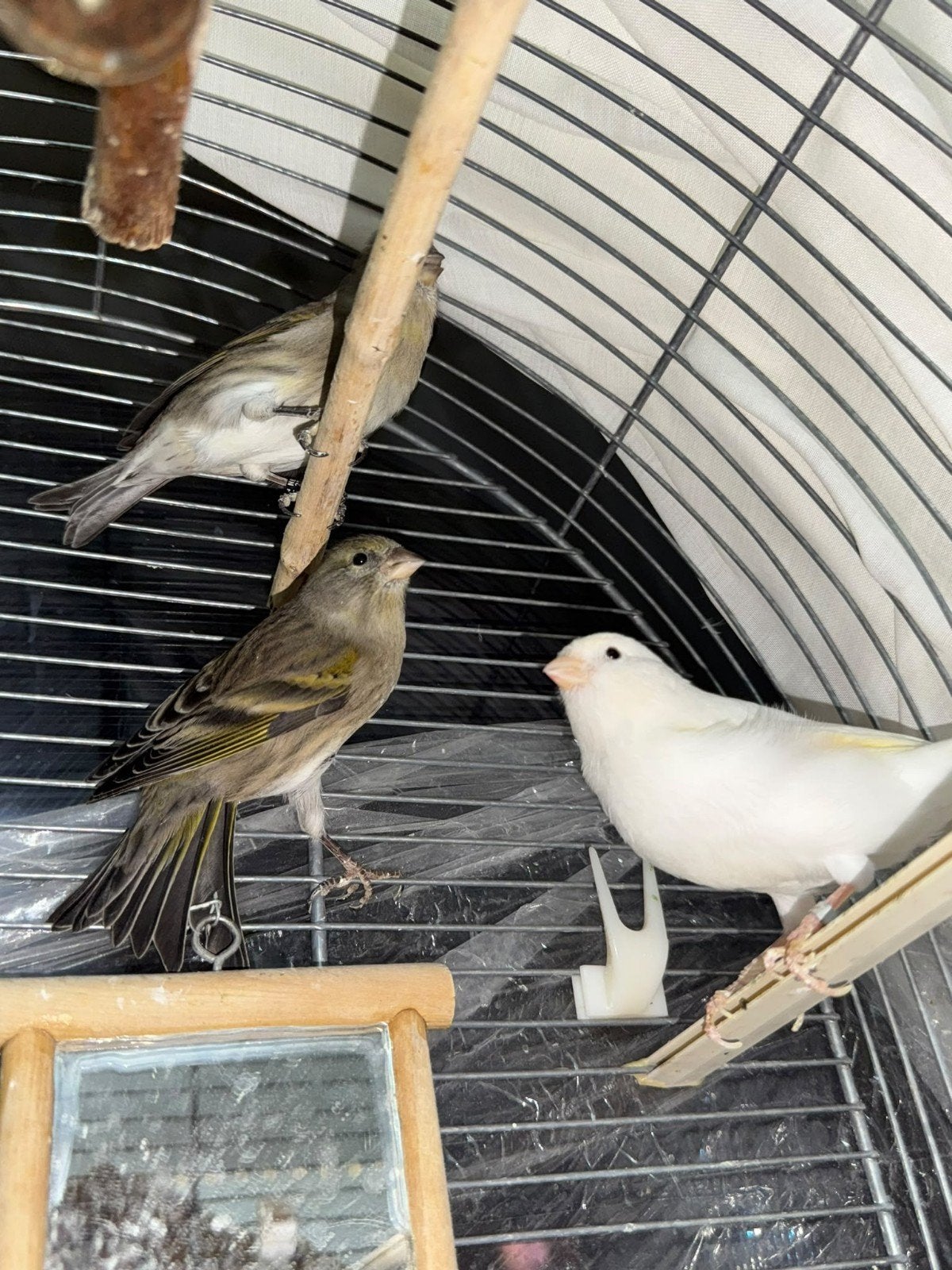 4 kanaries te koop – 2 mannetjes en 2 vrouwtjes, Meerdere dieren