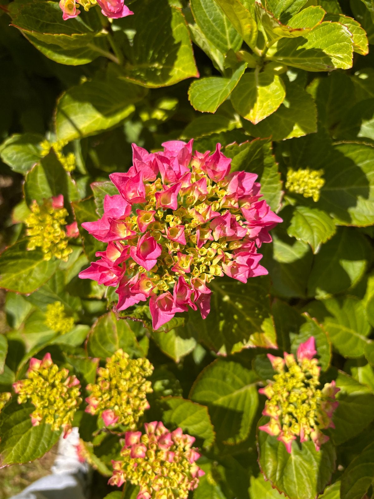 Hortensias, Tuin en Terras, Ophalen of Verzenden