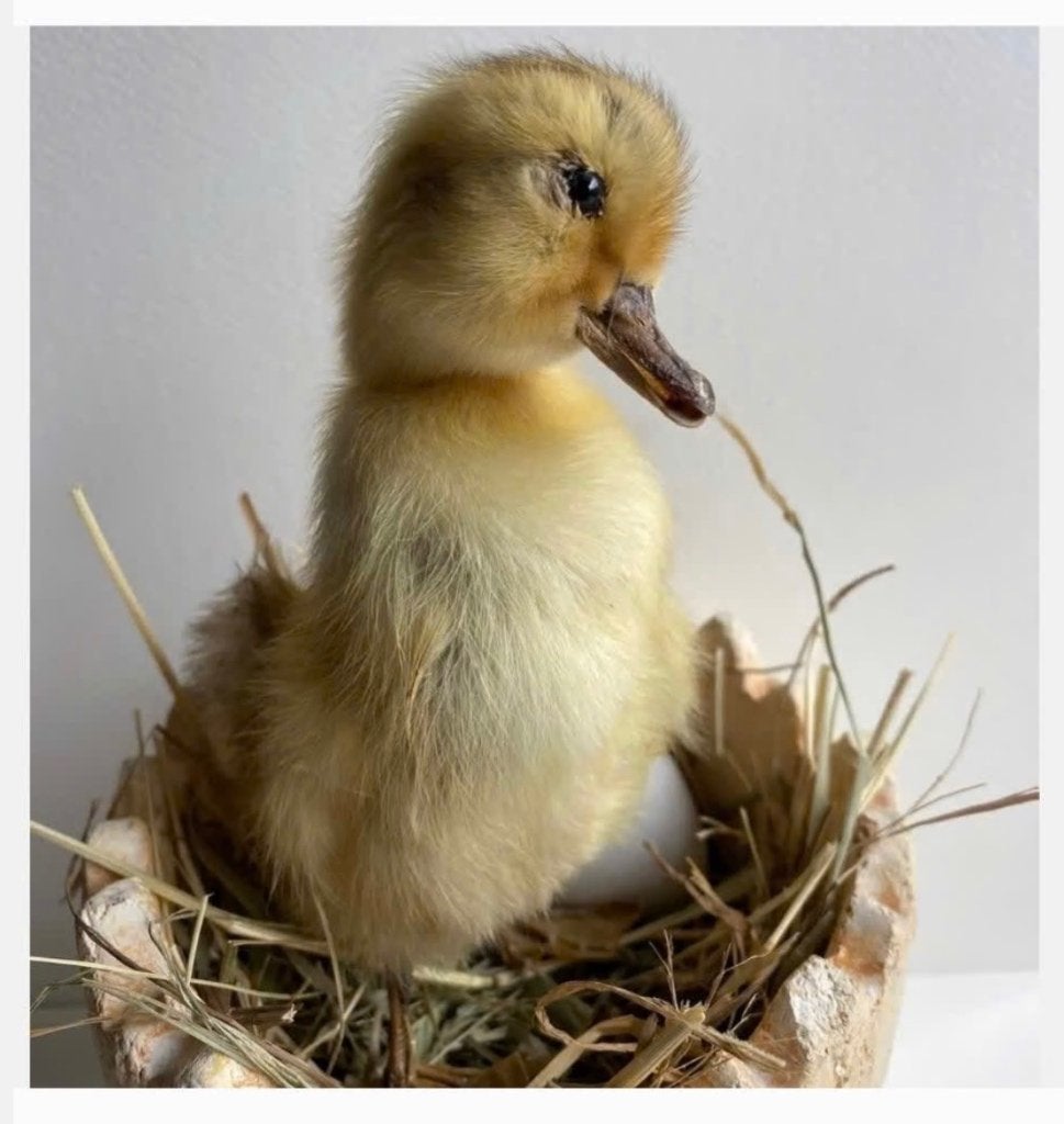Opgezet echt eenden kuiken in stenen pot met stro en ei, Ophalen of Verzenden, Nieuw, Vogel, Opgezet dier