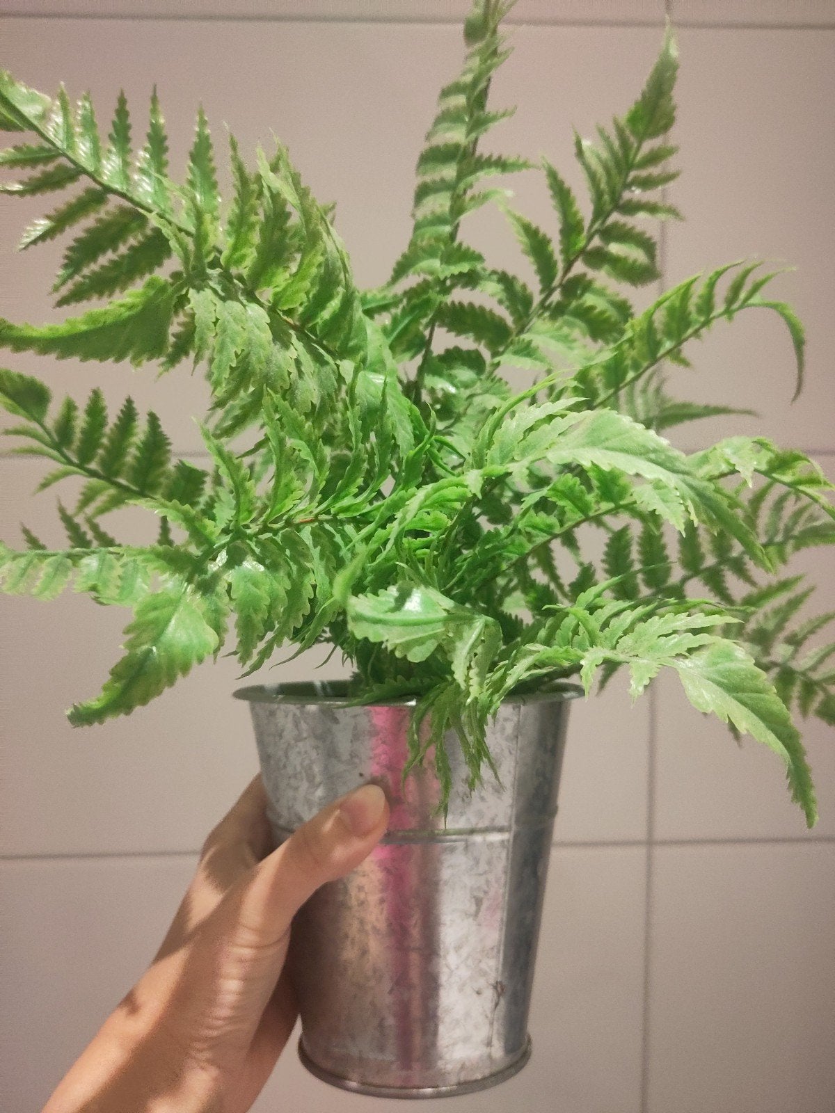 Kunstvaren in pot, Kunstplant, Ophalen of Verzenden, Kunststof, Binnen