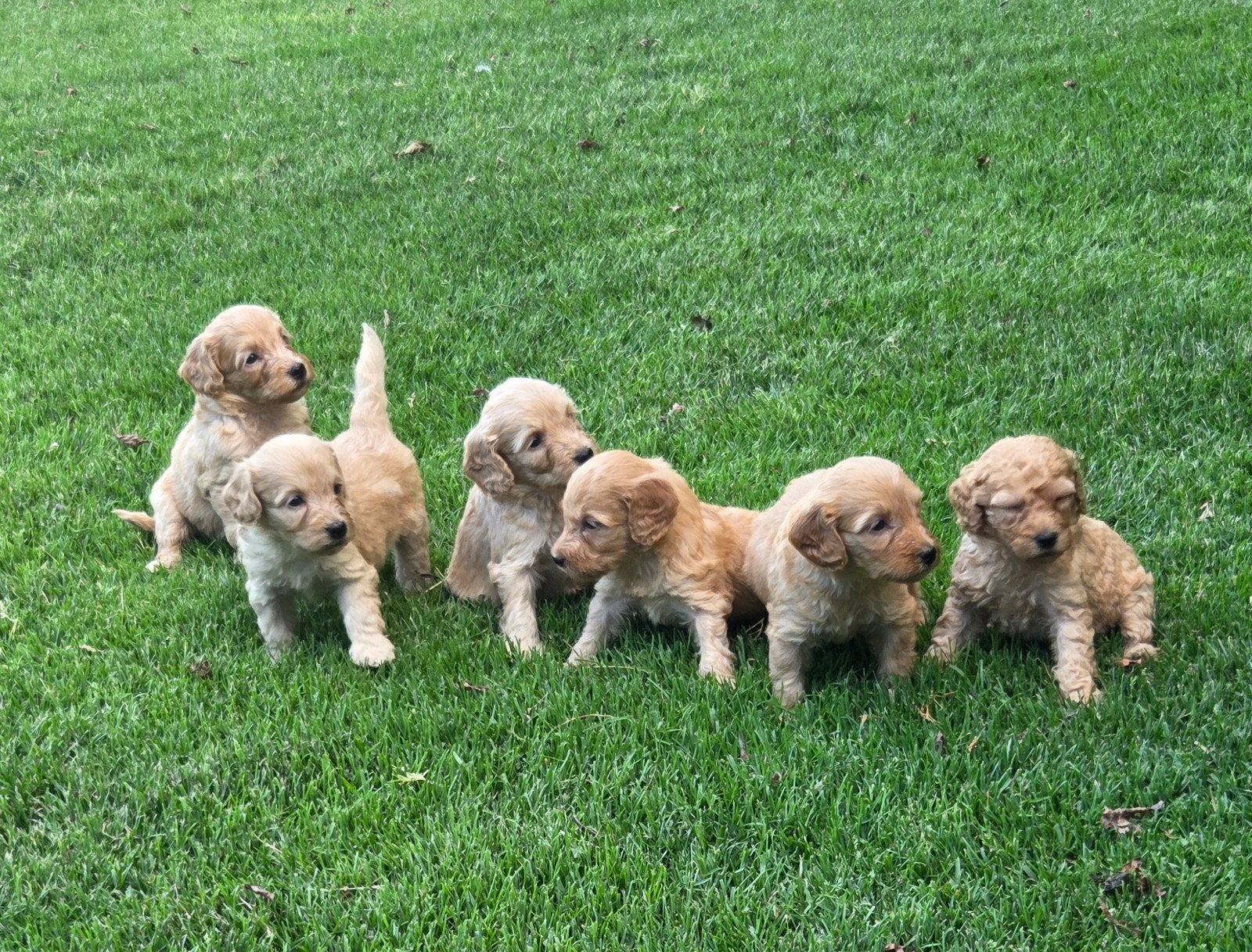 Labradoodle pups mini F3 blond/abrikoos, Dieren en Toebehoren, Parvo, Overige rassen, 8 tot 15 weken, Meerdere