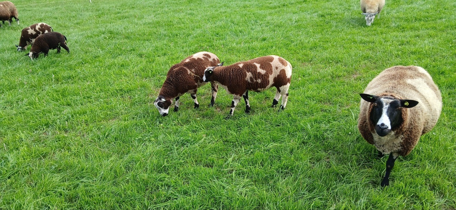 Te koop bonte rammen dekrammen, Dieren en Toebehoren, Mannelijk, Schaap, 0 tot 2 jaar