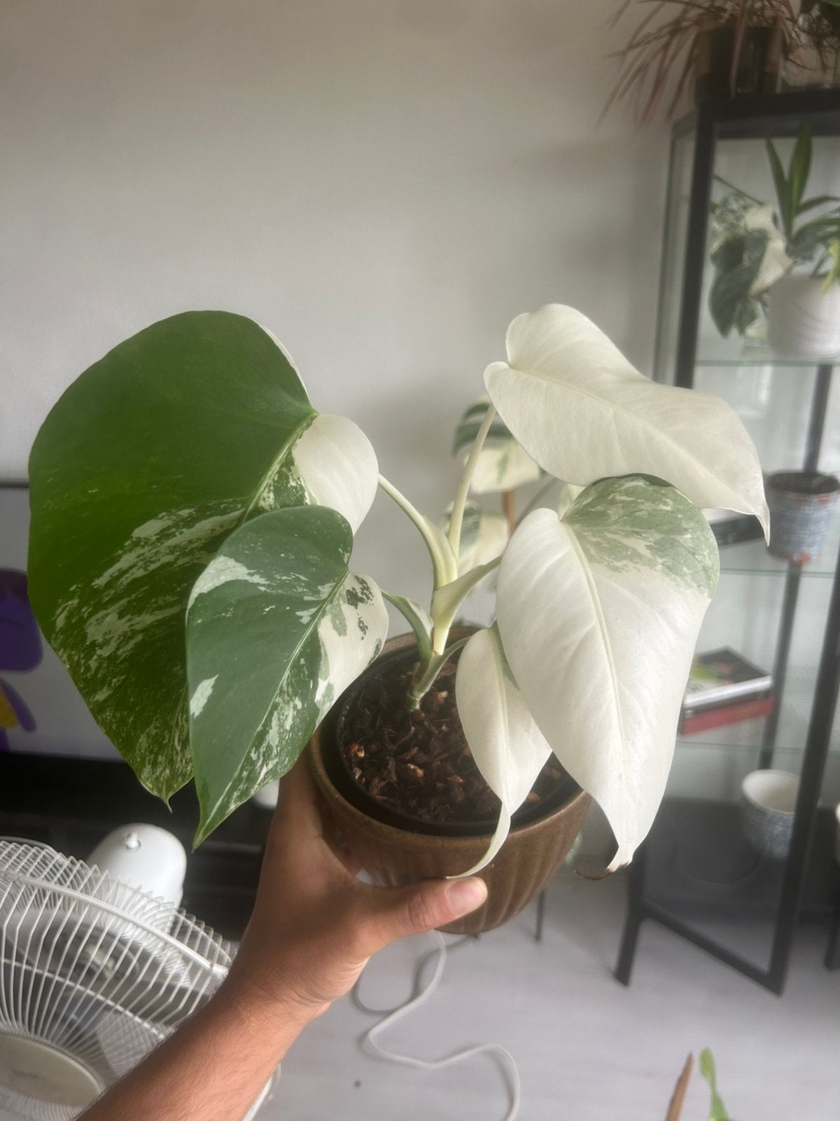 Monstera albo variegata, Huis en Inrichting, Kamerplanten, Overige soorten, In pot, Minder dan 100 cm, Groene kamerplant