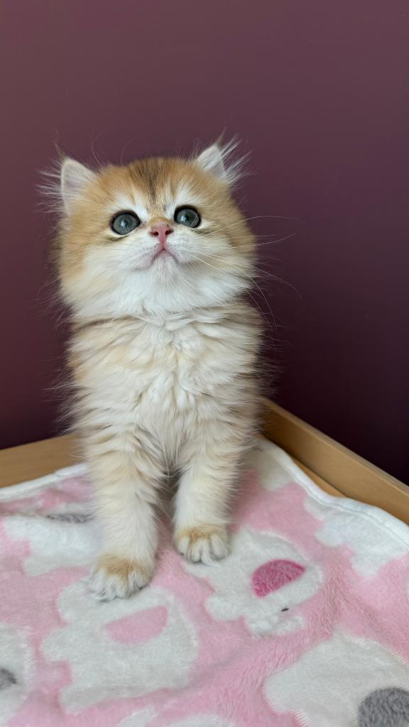 Britse Gouden Langhaar / British Golden Longhair kittens, Meerdere dieren, Met stamboom, 0 tot 2 jaar