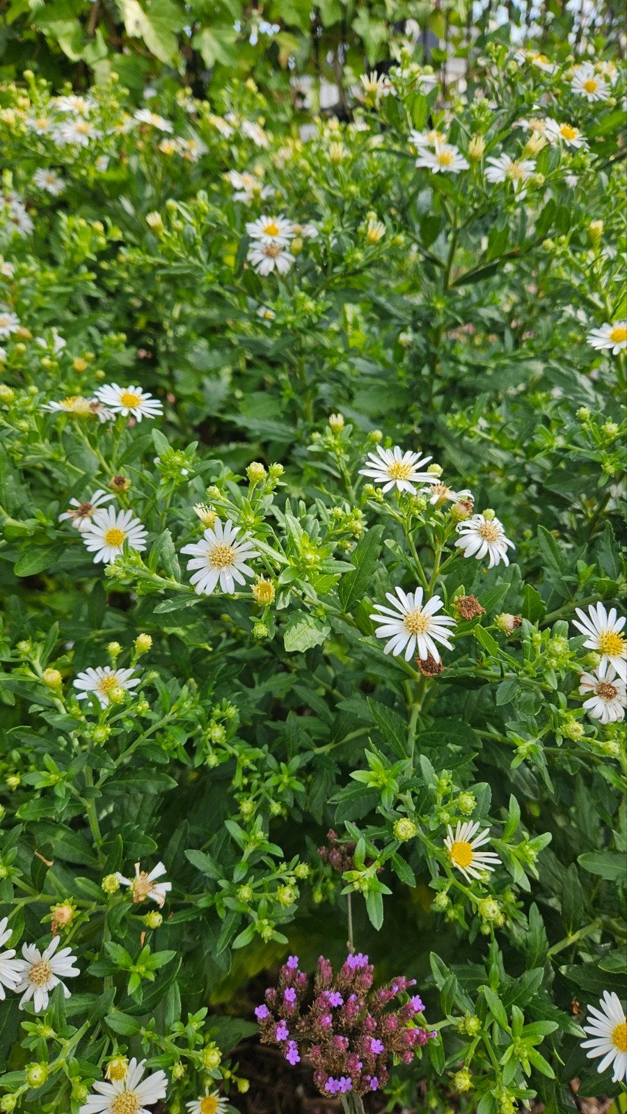 Wilde Margriet (Leucanthemum vulgare), Ophalen, Overige soorten, Volle zon