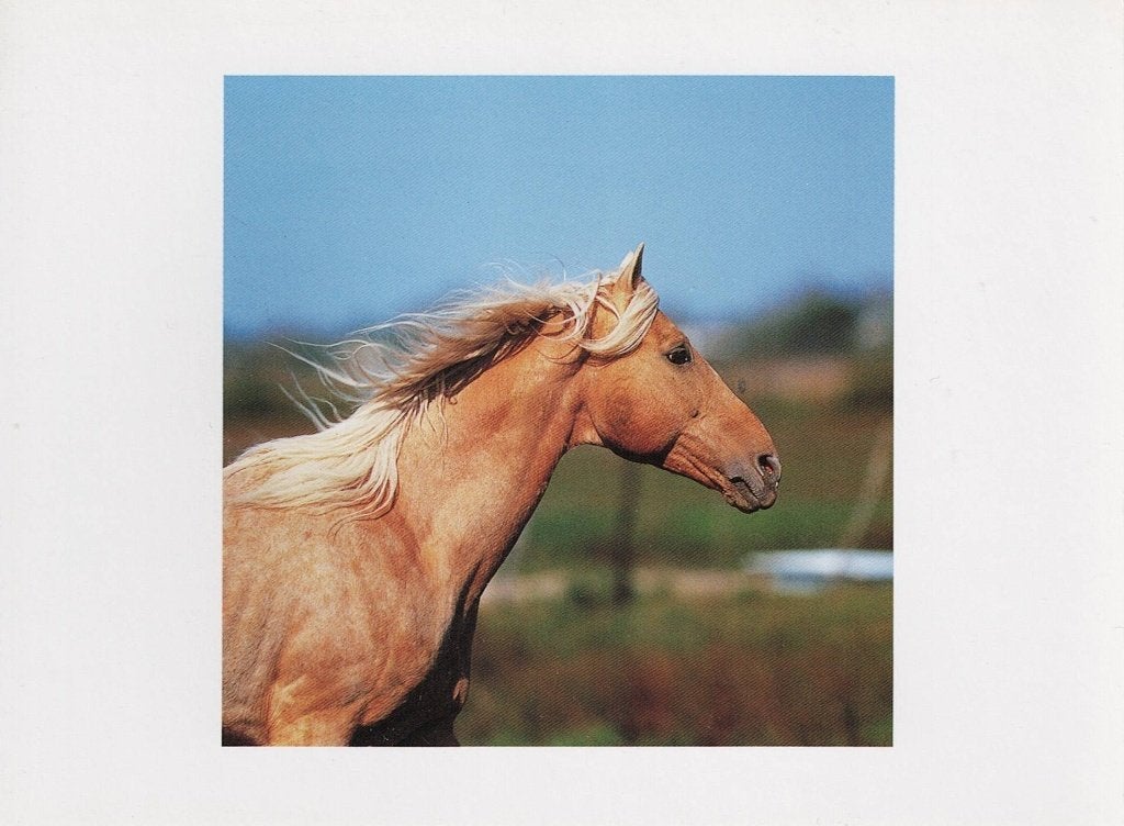 Horses Palomino Stallion 557, Verzamelen, Ophalen of Verzenden, 1980 tot heden, Ongelopen, Paard