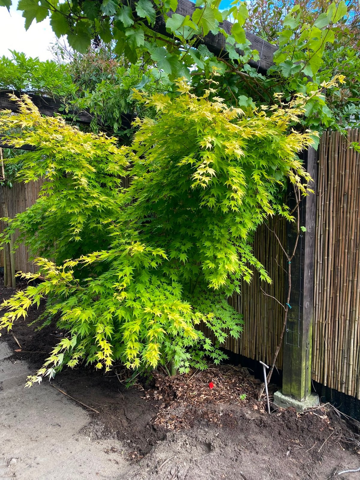 Japanse esdoorn Acer Palmatum “Orange Dream”, Tuin en Terras, Ophalen, Halfschaduw, Overige soorten, Lente