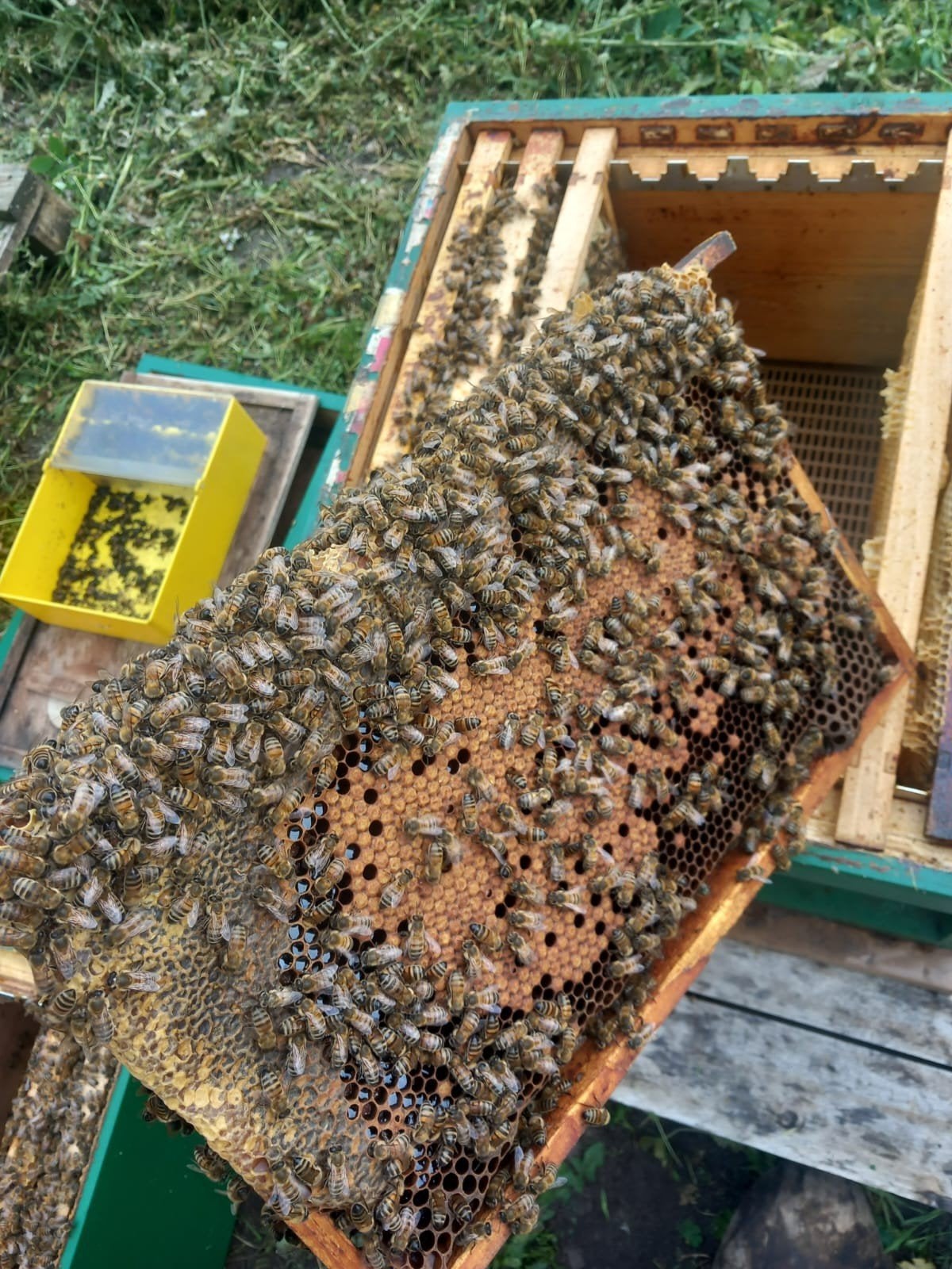 Te koop  bijen volken