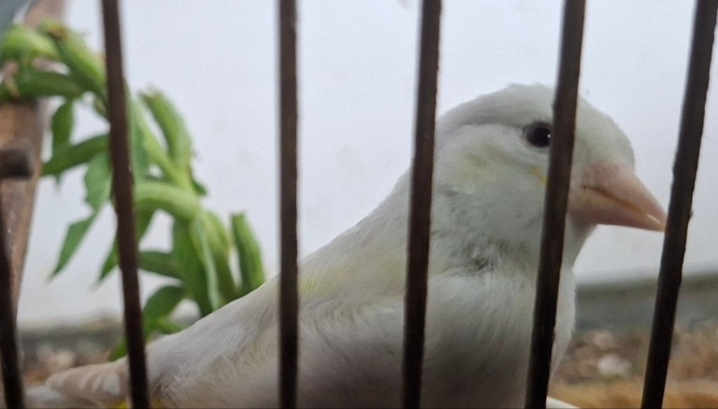 Major Putters, Dieren en Toebehoren, Geslacht onbekend, Wildzangvogel, Geringd