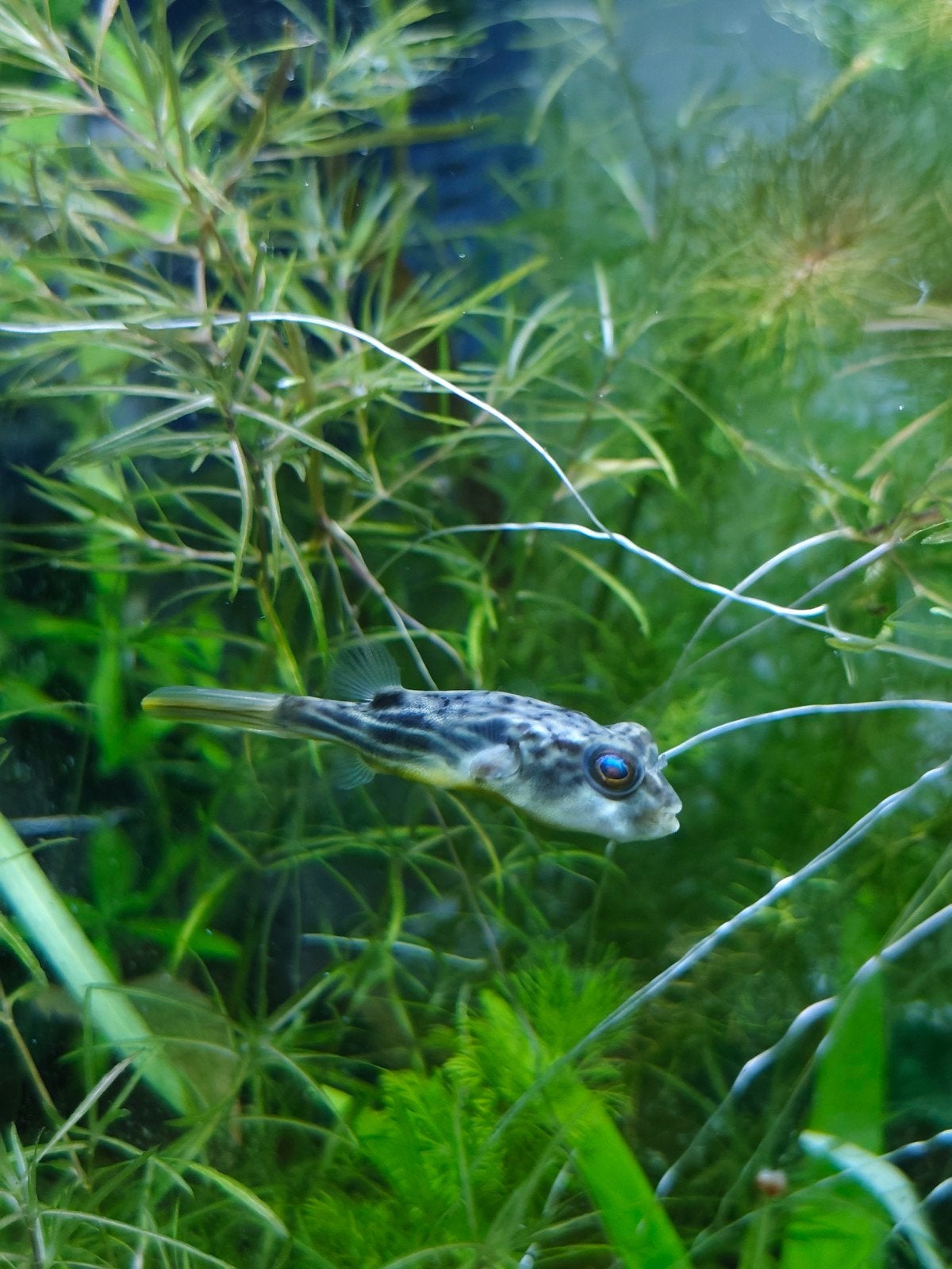 Jonge Fahaka-kogelvis 5–6 cm TE RUIL, Dieren en Toebehoren, Vissen | Aquariumvissen, Vis, Zoetwatervis