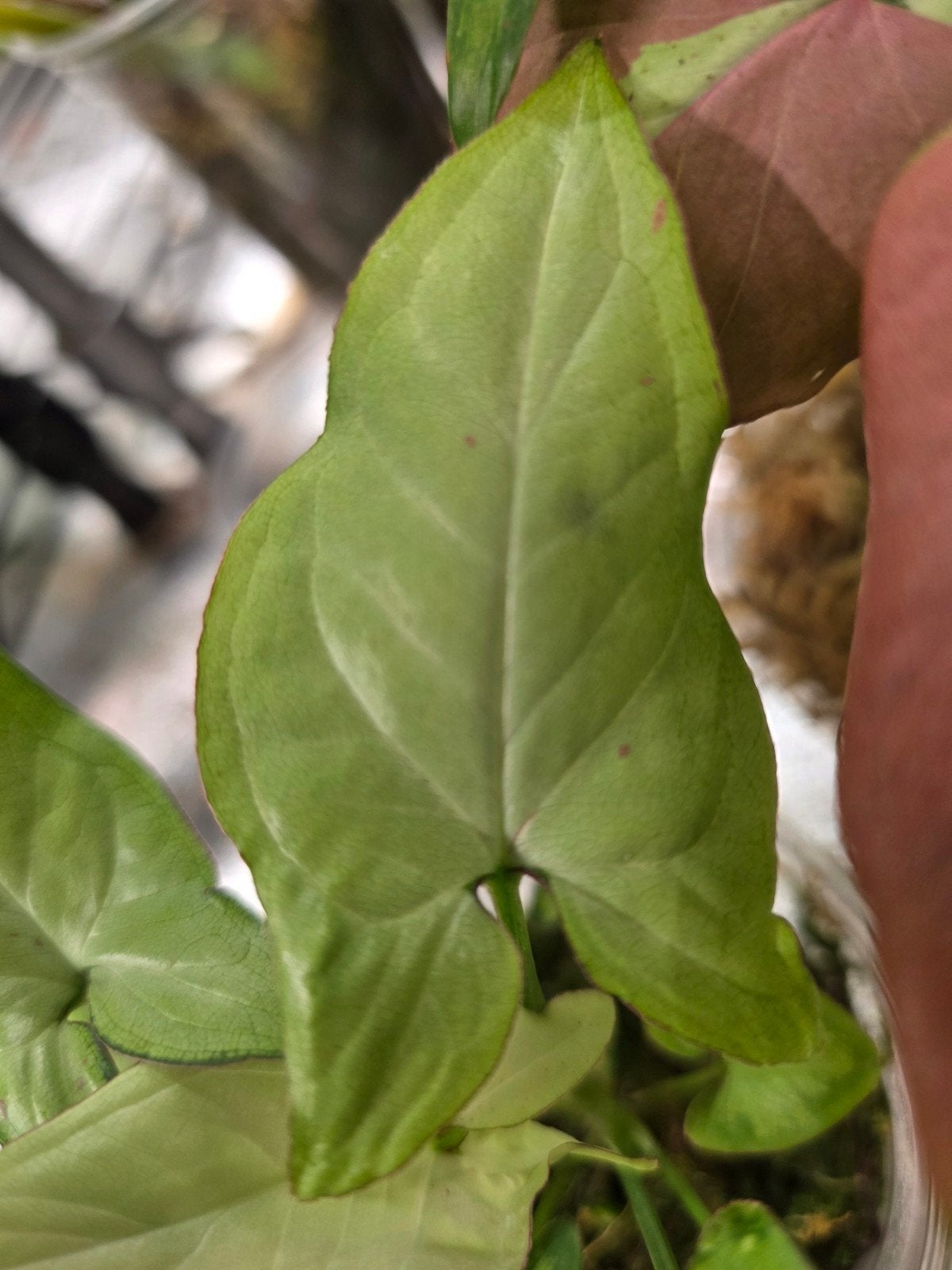 Syngonium confetti, Huis en Inrichting, Ophalen of Verzenden, Halfschaduw, Minder dan 100 cm