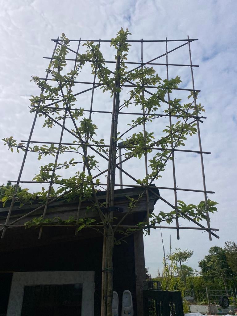 Elstar met groot lei scherm 180 stam rek 180 x 250 €225,00, Tuin en Terras, Planten | Bomen, Ophalen of Verzenden, Halfschaduw